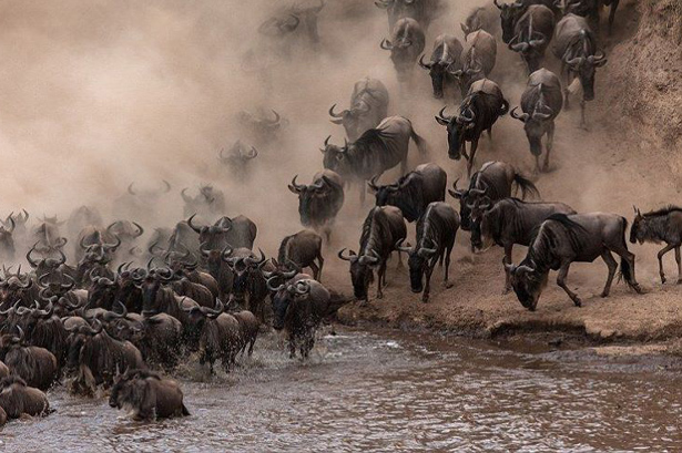 Wildbest-Migration Safari