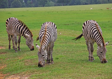 6-Days-Safari